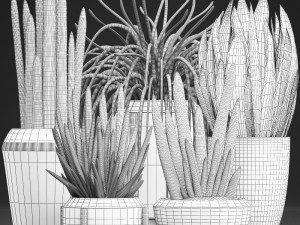 collection of exotic plants sansevieria 3D 模型