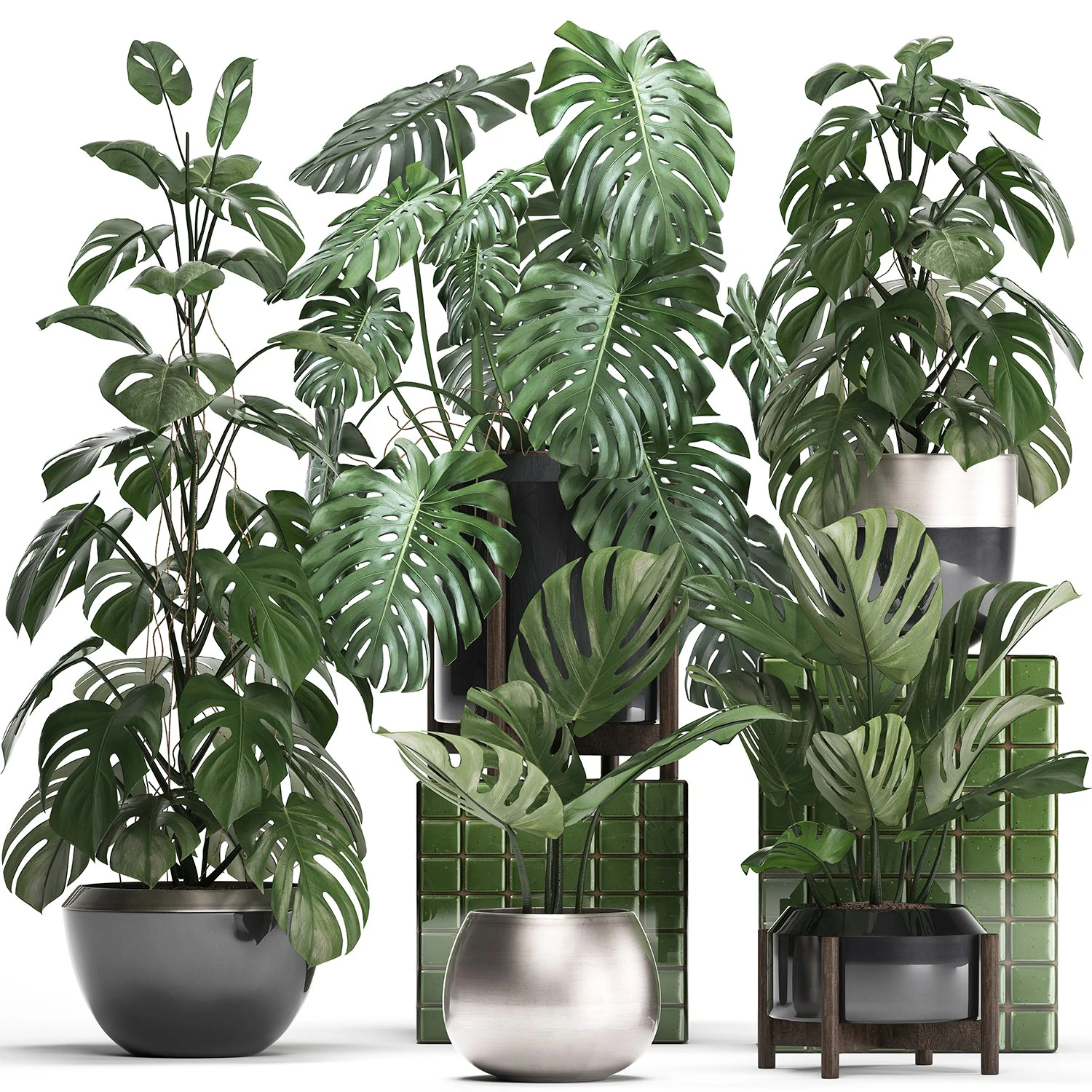 collection exotic plants monstera 2 3D Model .c4d .max .obj .3ds .fbx .stl .blend