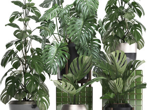collection exotic plants monstera 2 3D 模型