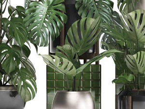 collection exotic plants monstera 2 3D Model
