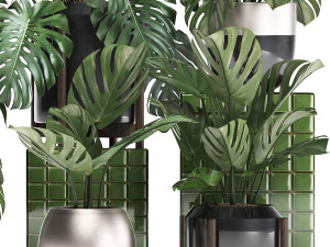 collection exotic plants monstera 2 3D Модель