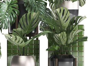 collection exotic plants monstera 2 3D Model