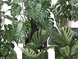 collection exotic plants monstera 2 3D Model