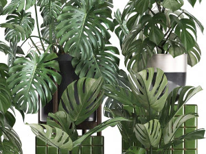 collection exotic plants monstera 2 3D Model