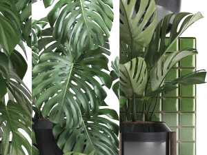 collection exotic plants monstera 2 3D Model