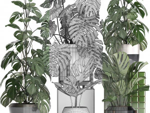 collection exotic plants monstera 2 3D Model