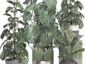 collection exotic plants monstera 2 3D Model