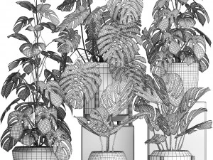 collection exotic plants monstera 2 3D Model