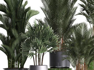 collection of exotic plants 352 3D Model