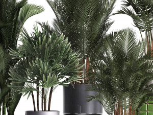 collection of exotic plants 352 Model 3D