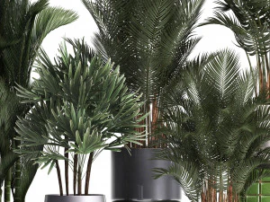 collection of exotic plants 352 3D Model