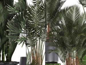 collection of exotic plants 352 Model 3D