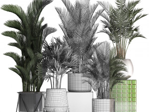 collection of exotic plants 352 Model 3D