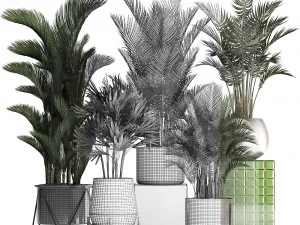 collection of exotic plants 352 3D Model