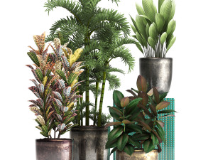 collection exotic plants 353 3D Model