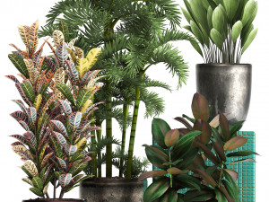 collection exotic plants 353 3D Model