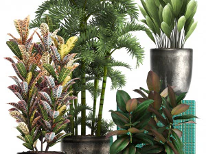 collection exotic plants 353 3D Model