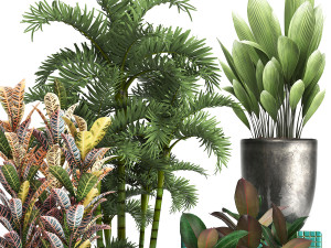 collection exotic plants 353 3D Model