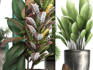 collection exotic plants 353 3D Model