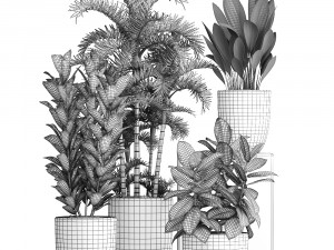collection exotic plants 353 3D Model