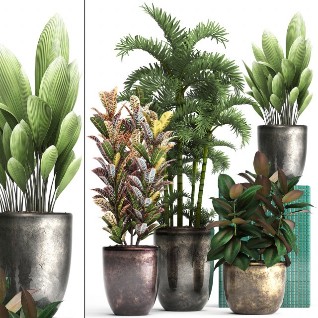 collection exotic plants 353 3D Model .c4d .max .obj .3ds .fbx .stl .blend 