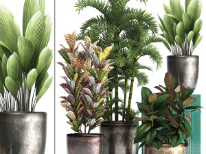 collection exotic plants 353 3D मॉडल