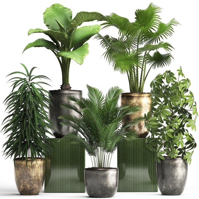 collection exotic plants 354 Modello 3D .c4d .max .obj .3ds .fbx .stl .blend 