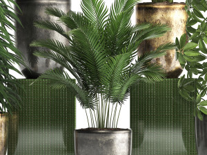 collection exotic plants 354 Modello 3D