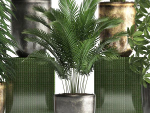 collection exotic plants 354 3D Model
