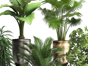 collection exotic plants 354 3D Model