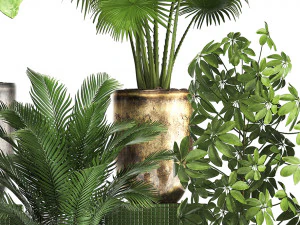 collection exotic plants 354 3D Model