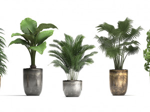 collection exotic plants 354 Modello 3D