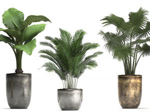 collection exotic plants 354 Modello 3D