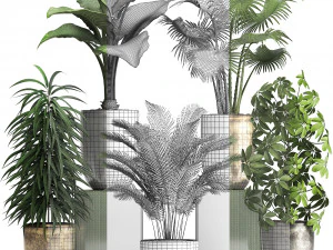 collection exotic plants 354 3D Model