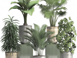 collection exotic plants 354 Modello 3D