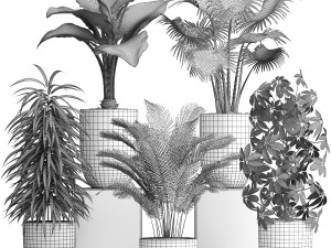 collection exotic plants 354 Modello 3D