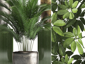 collection exotic plants 354 Modello 3D
