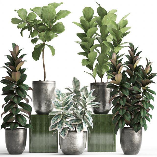 collection of exotic plants ficus trees 350 3D-Modell .c4d .max .obj .3ds .fbx .stl .blend 
