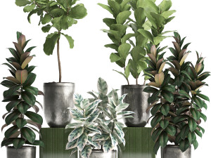 collection of exotic plants ficus trees 350 3Dモデル