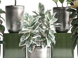 collection of exotic plants ficus trees 350 3D-Modell