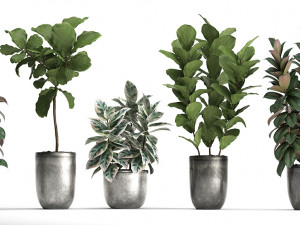 collection of exotic plants ficus trees 350 3D-Modell