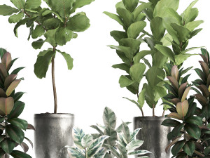 collection of exotic plants ficus trees 350 3D-Modell