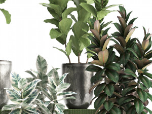 collection of exotic plants ficus trees 350 3D-Modell