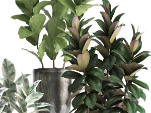 collection of exotic plants ficus trees 350 3D-Modell