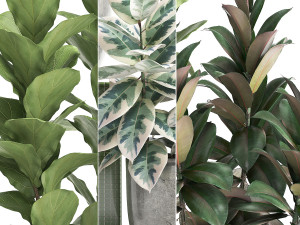collection of exotic plants ficus trees 350 3D-Modell