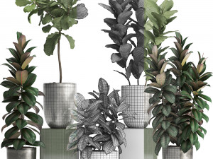 collection of exotic plants ficus trees 350 3D-Modell