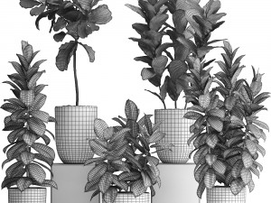 collection of exotic plants ficus trees 350 3D-Modell
