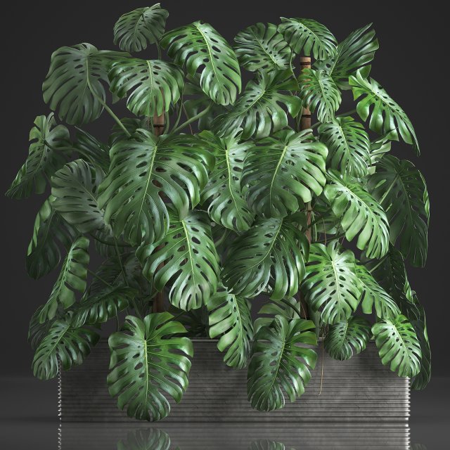 decorative monstera in a pot 10 3D Модель .c4d .max .obj .3ds .fbx .stl .blend 