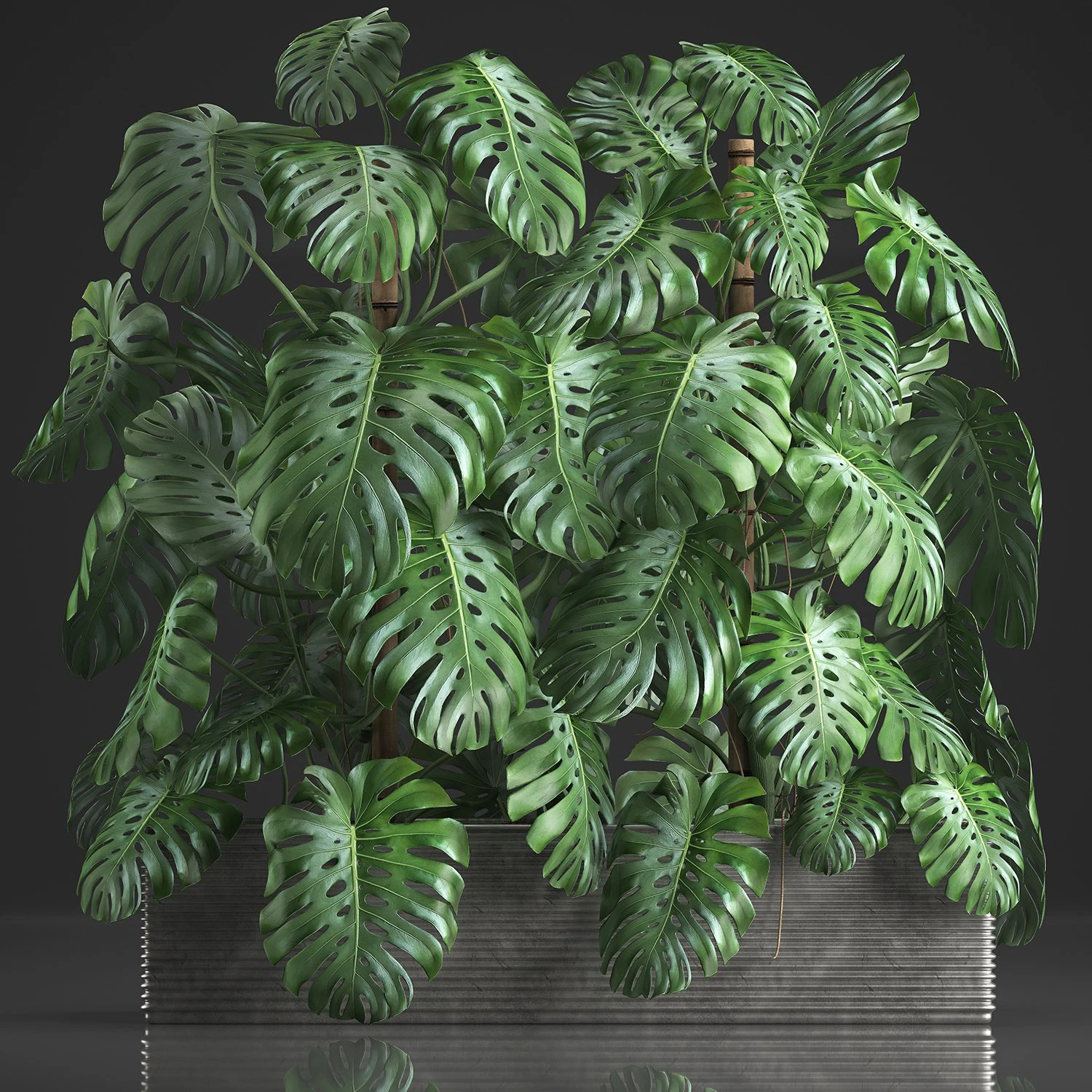 decorative monstera in a pot 10 3D Model .c4d .max .obj .3ds .fbx .stl .blend 