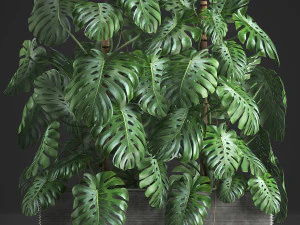 monstera decorativi in ​​vaso 10 Modello 3D